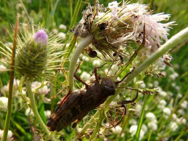 Predazione eccezionale: Enoplognatha sp.